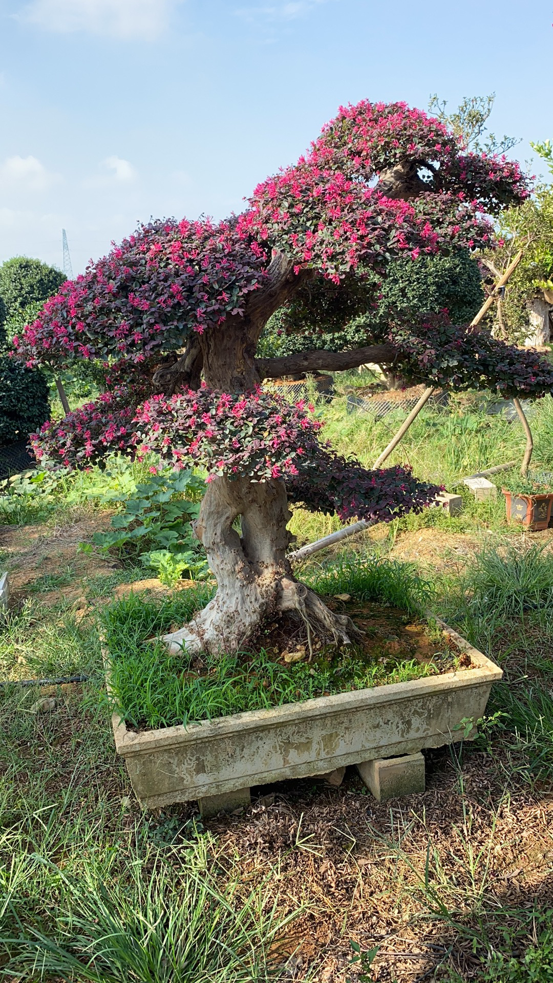 红花继木老桩景观树造型树四季不落叶庭院别墅盆栽地栽树苗