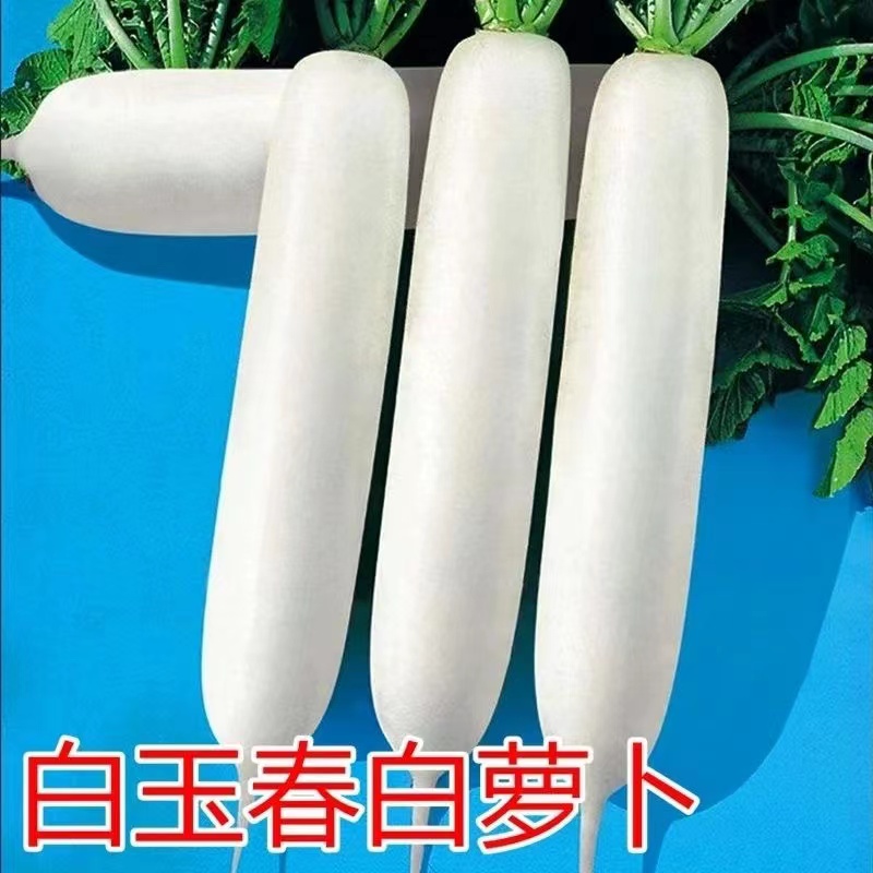【满6包包邮】【108】白玉春萝卜种子