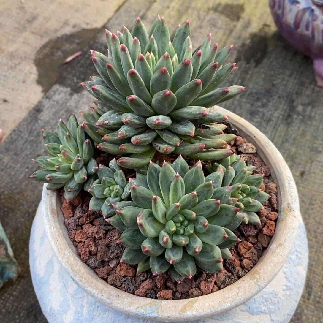 美人系列老庄，123456789，