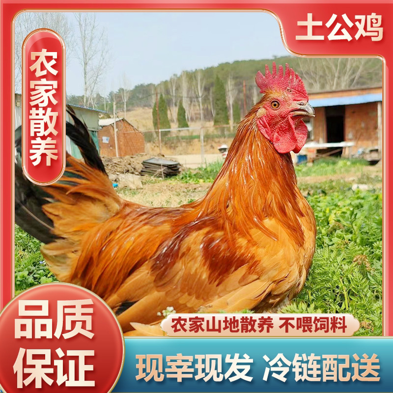 两只装林下散养土公鸡跑地鸡纯粮食喂养八个月现杀 包冰率不含冰
