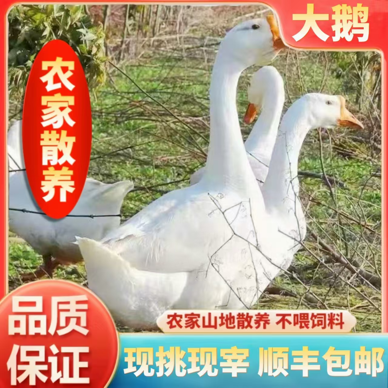 散养大鹅纯粮食喂养现挑现称现杀顺丰包邮