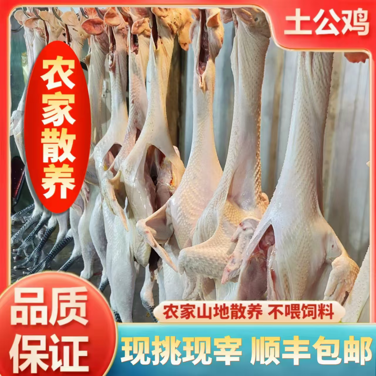 林下散养土公鸡柴公鸡跑地鸡纯粮食喂养八个月现挑现杀顺丰包邮