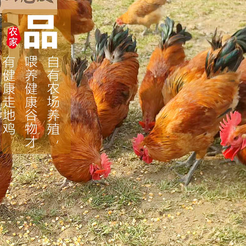 散养土公鸡，老母鸡，专属调价链接