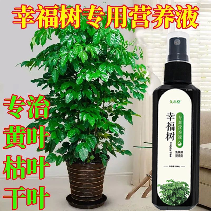 幸福树营养液叶面肥防黄叶枯叶专用肥料修复病斑抗病生长配方均衡
