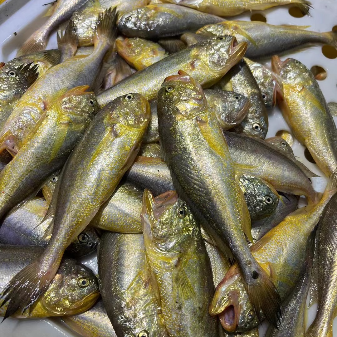 【热气货】舟山小眼梅子鱼小黄鱼梅子5斤