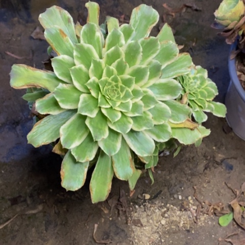 碧浪多肉植物1247