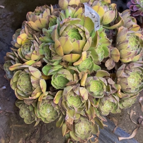 红心万拉丝多肉植物1971