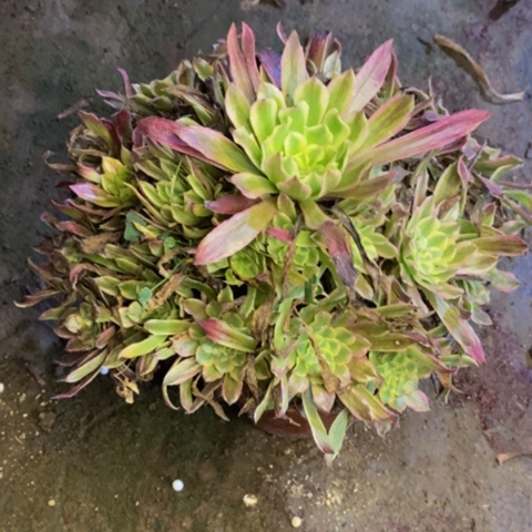 粉霞多肉植物1956