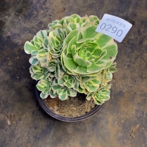 迈巴赫有断枝多肉0290