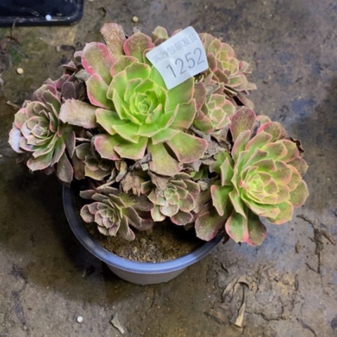 安娜多肉植物1252