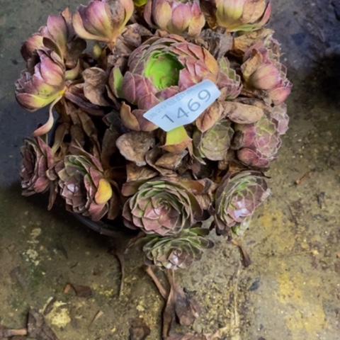 黑魔多肉植物1469