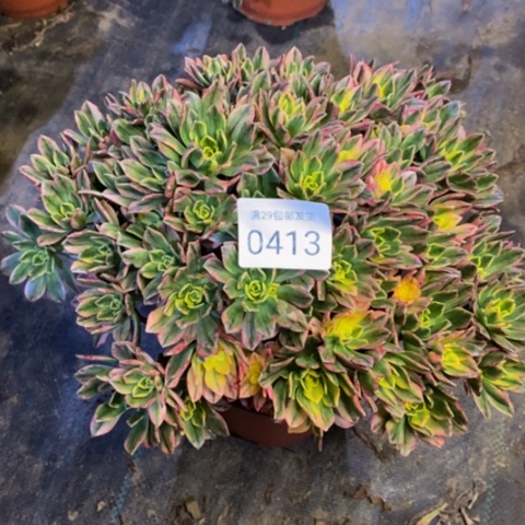 甜茶多肉植物0413