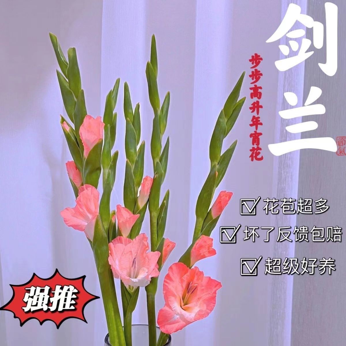 剑兰鲜花广州基地直发客厅室内剑兰水养懒人插花剑兰花年宵花束