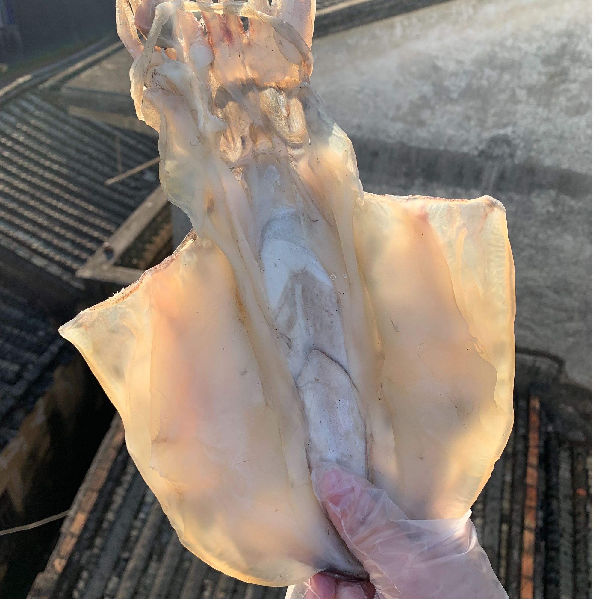 汕尾本港墨鱼埔 淡口（无过冰水）