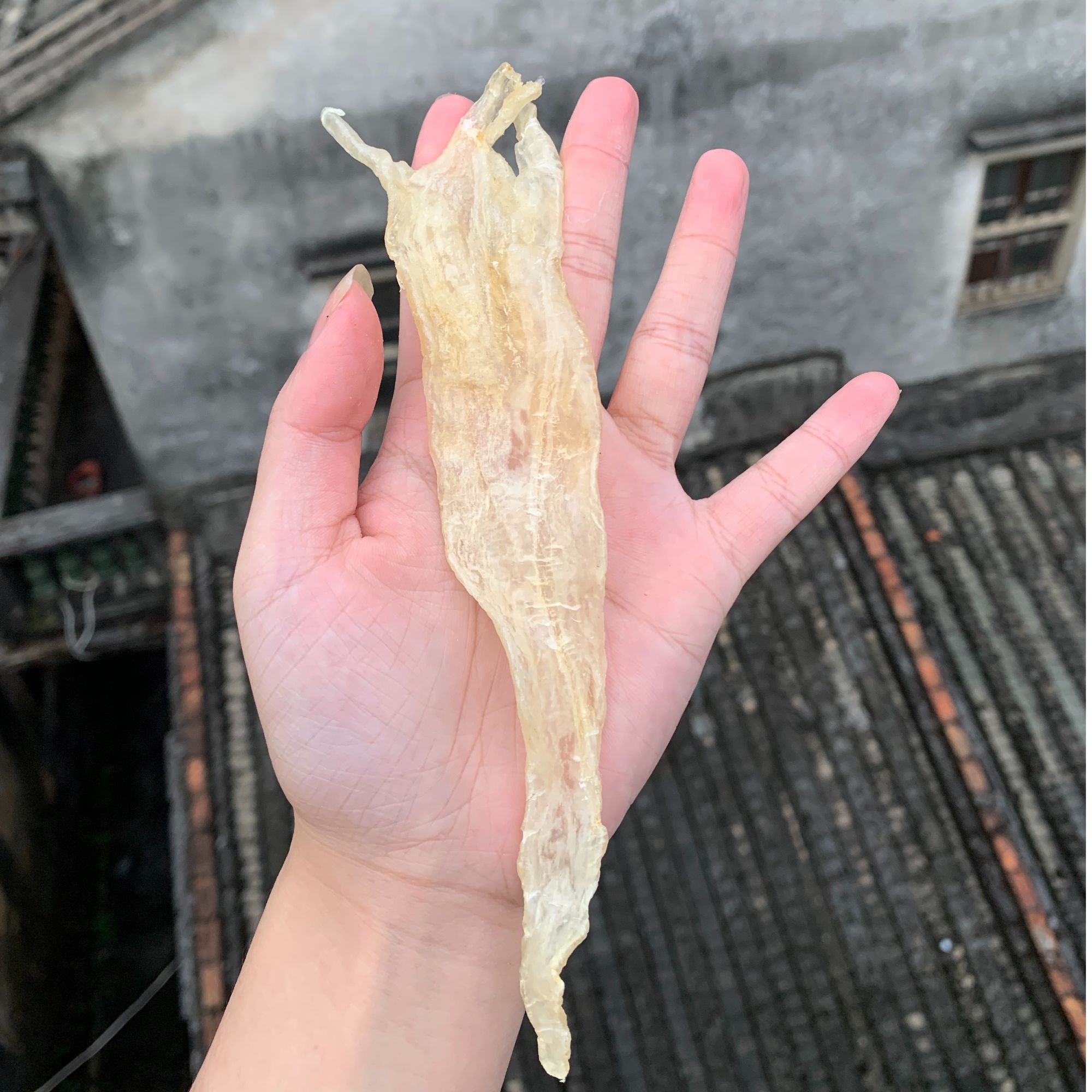 舟船 北海阴阳胶 深海鱼胶