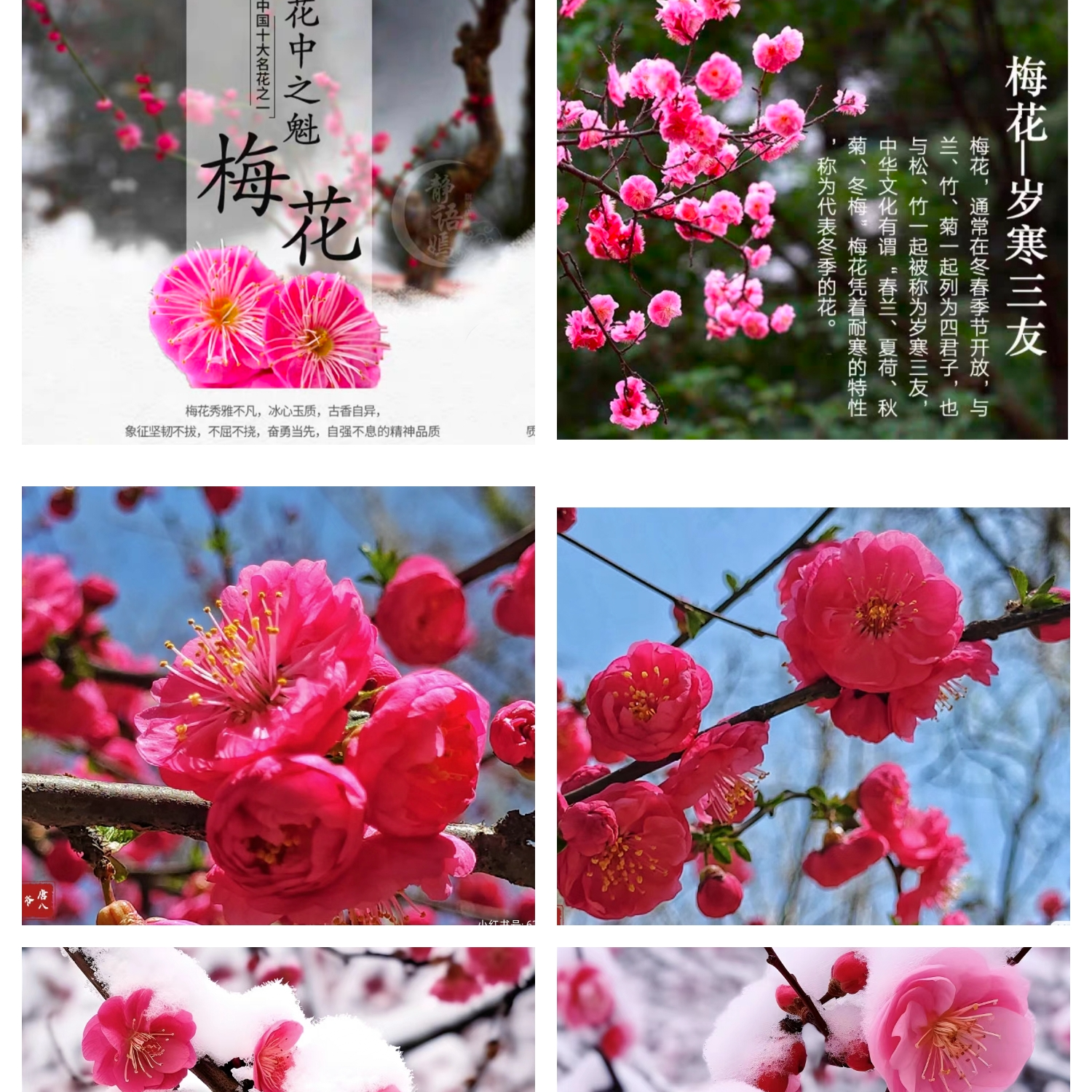 红梅花树大颗红梅花庭院室外开花景观易养