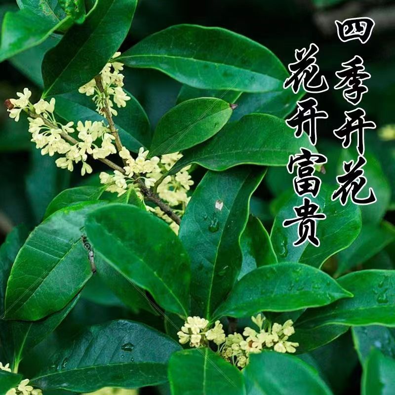 四季桂花树桂花树苗桂花苗盆栽室内外庭院花卉绿植一物一拍