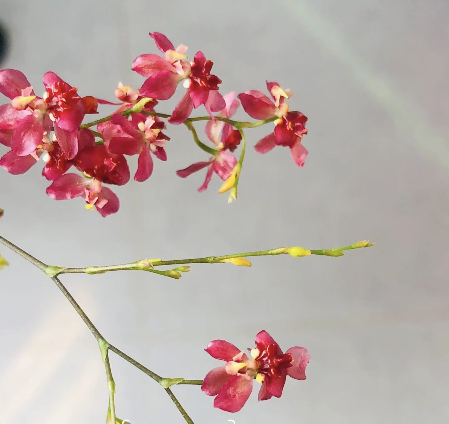 红色文心兰梦香兰巧克力香味