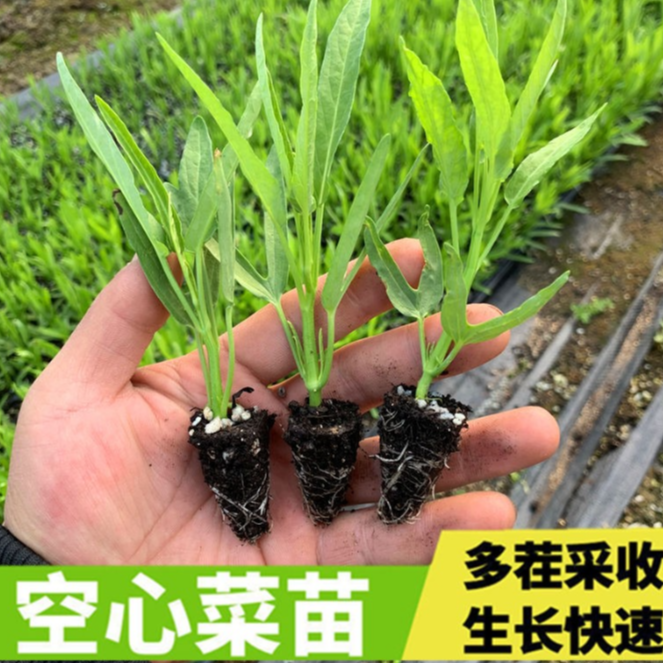 空心菜苗三叉空心菜秧苗蔬菜秧苗割茬吃重复采收