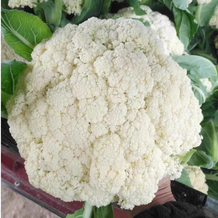 花菜苗松花菜菜花松花菜秧苗 寿光蔬菜产量高 早熟