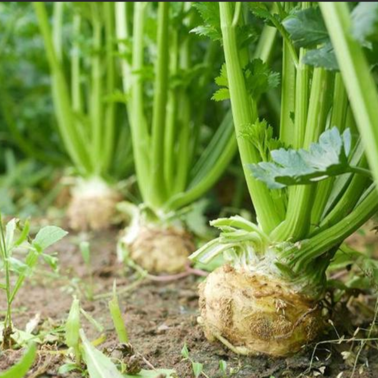 根芹种苗 地中海根芹菜大球茎芹菜耐热高产稀有品种