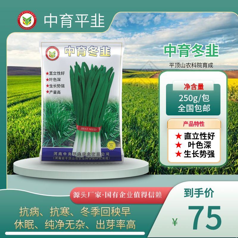 中育冬韭韭菜种子