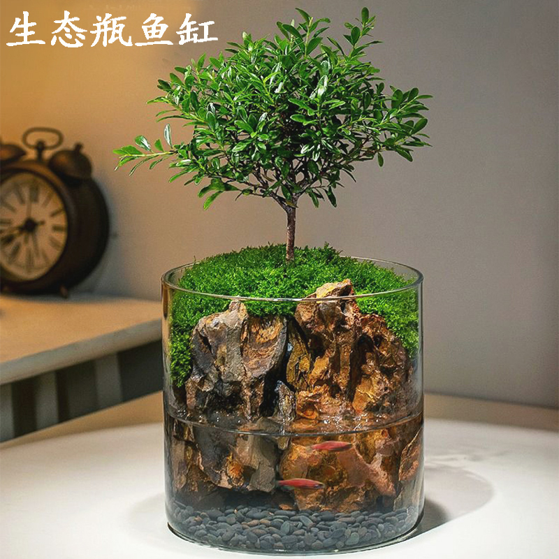 生态瓶微景观自循环养鱼免打理玻璃鱼缸小型水草客厅桌面斗鱼