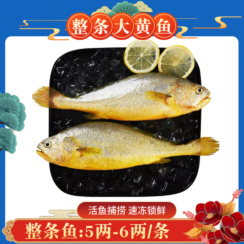 【整条】8条，5两-6两/条，霞浦新鲜大黄鱼黄花鱼活鱼捕捞速冻锁鲜