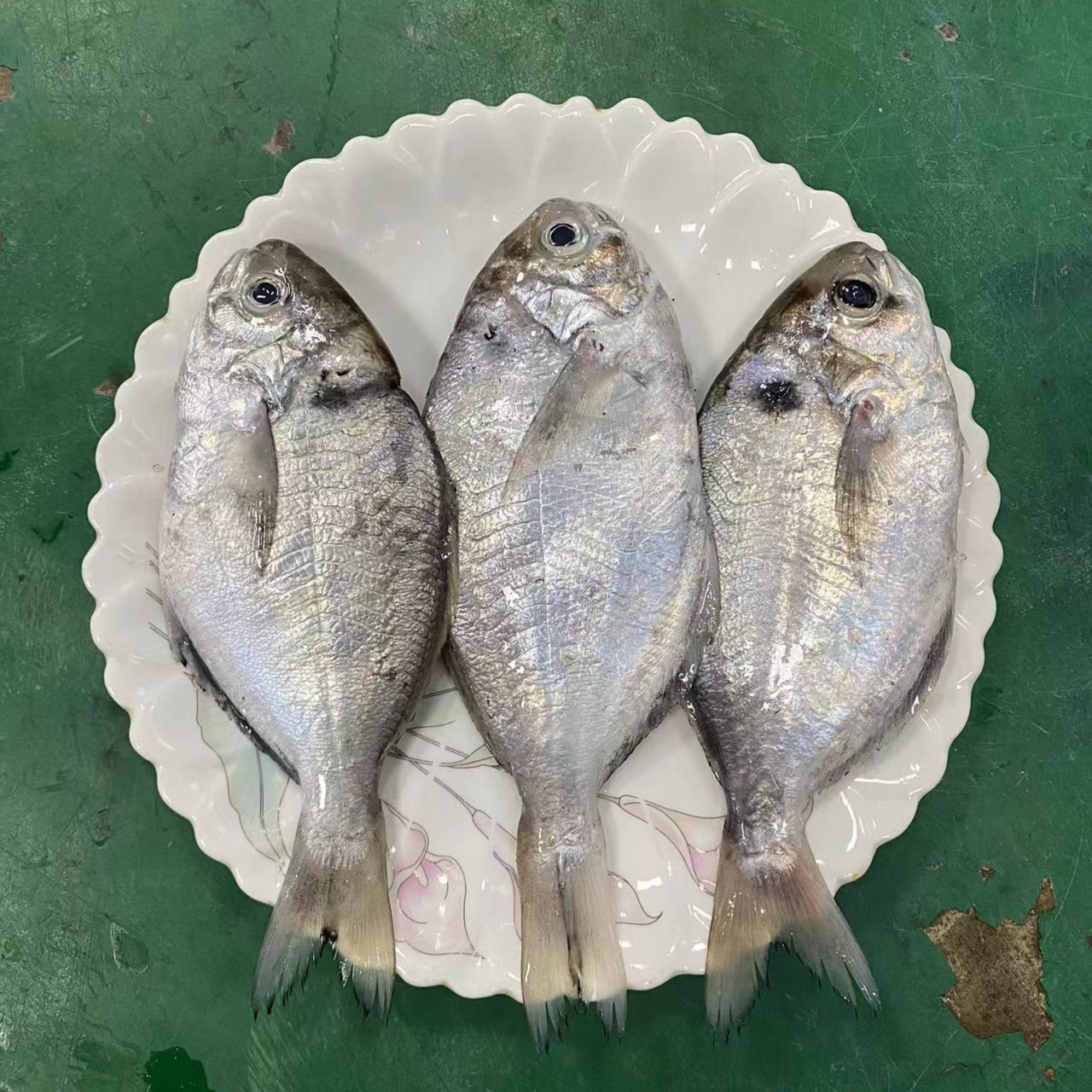 【霞浦海鲜】流网肉鲳 新鲜海捕海鱼肉鲳 冷链空运运输