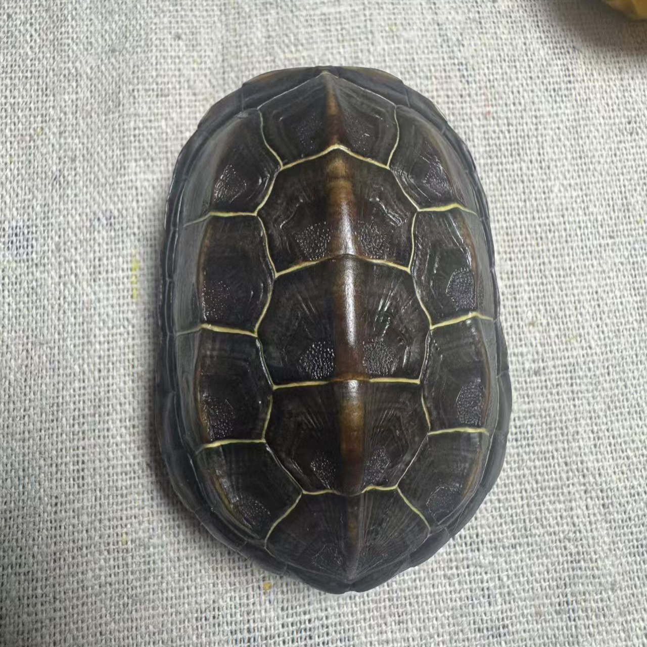 富甲天下-壳手把摆件