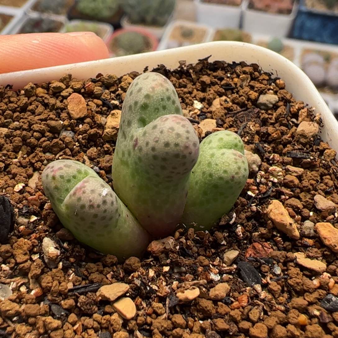 13016多肉植物百科