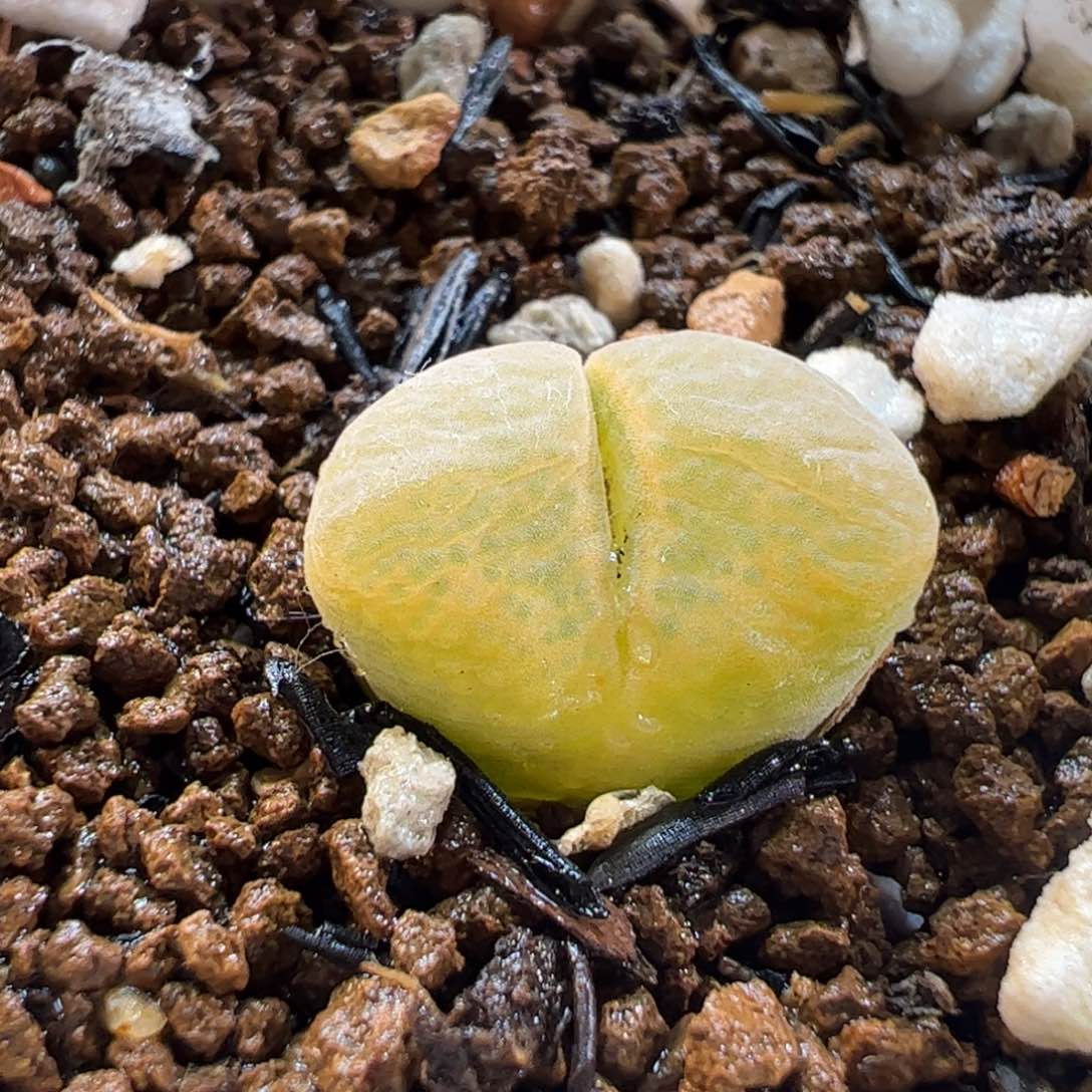280110多肉植物百科