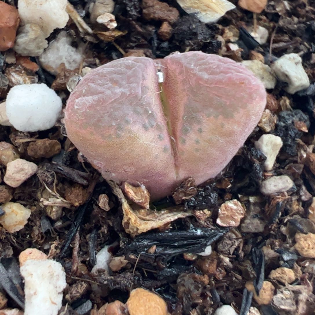 280232多肉植物百科