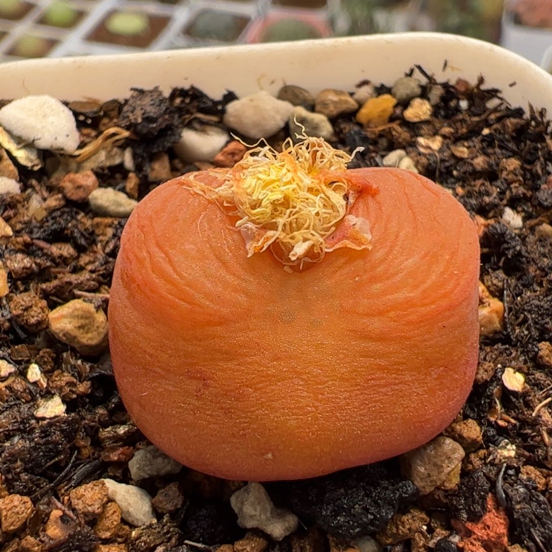 12048多肉植物百科