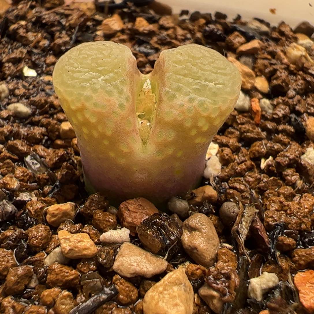 14048多肉植物百科