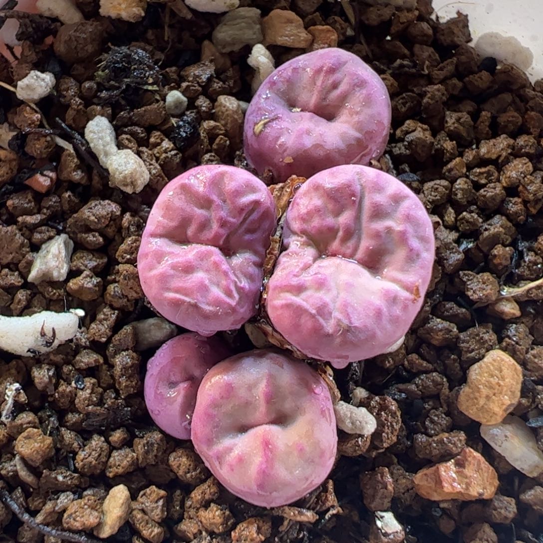 280179多肉植物百科