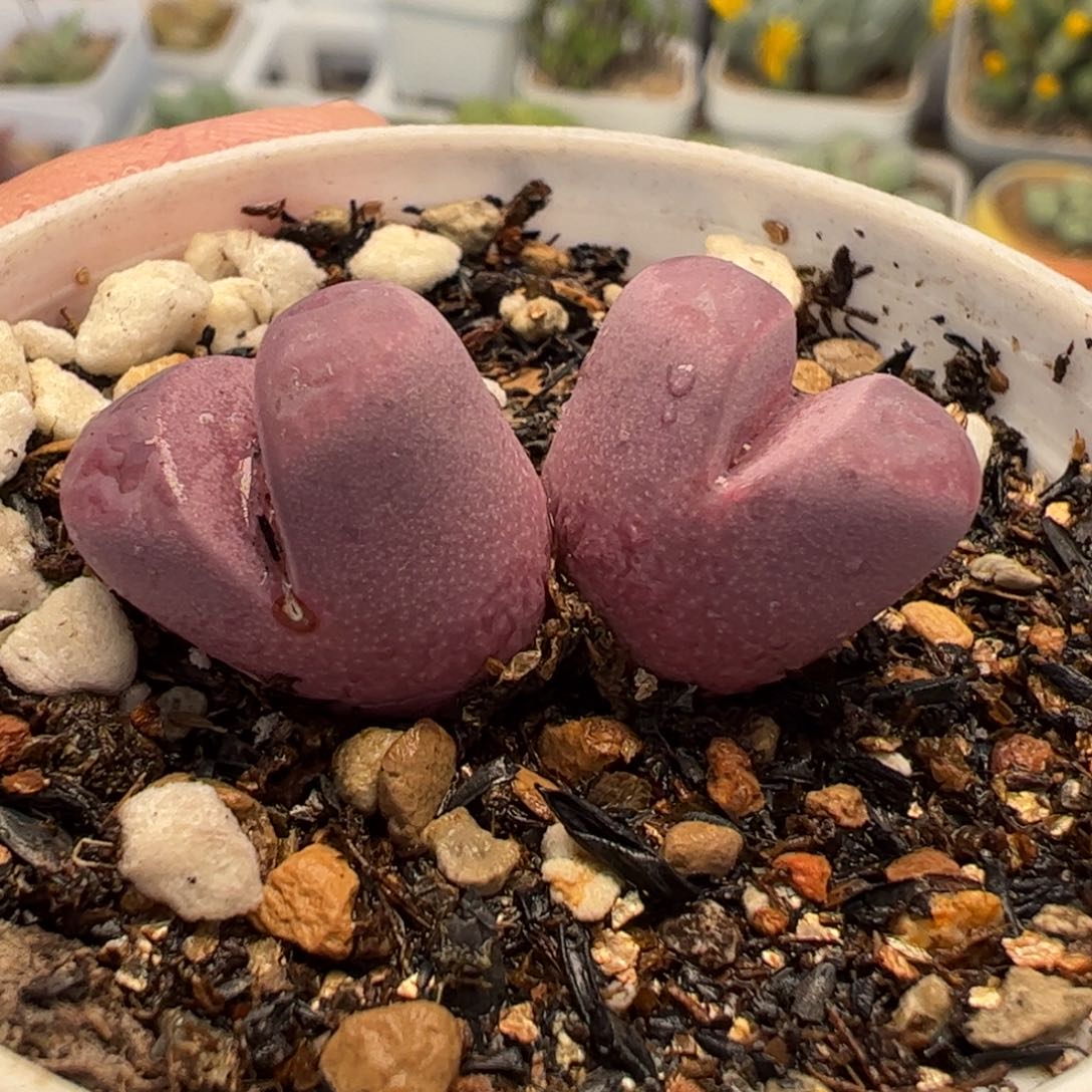 04014多肉植物百科