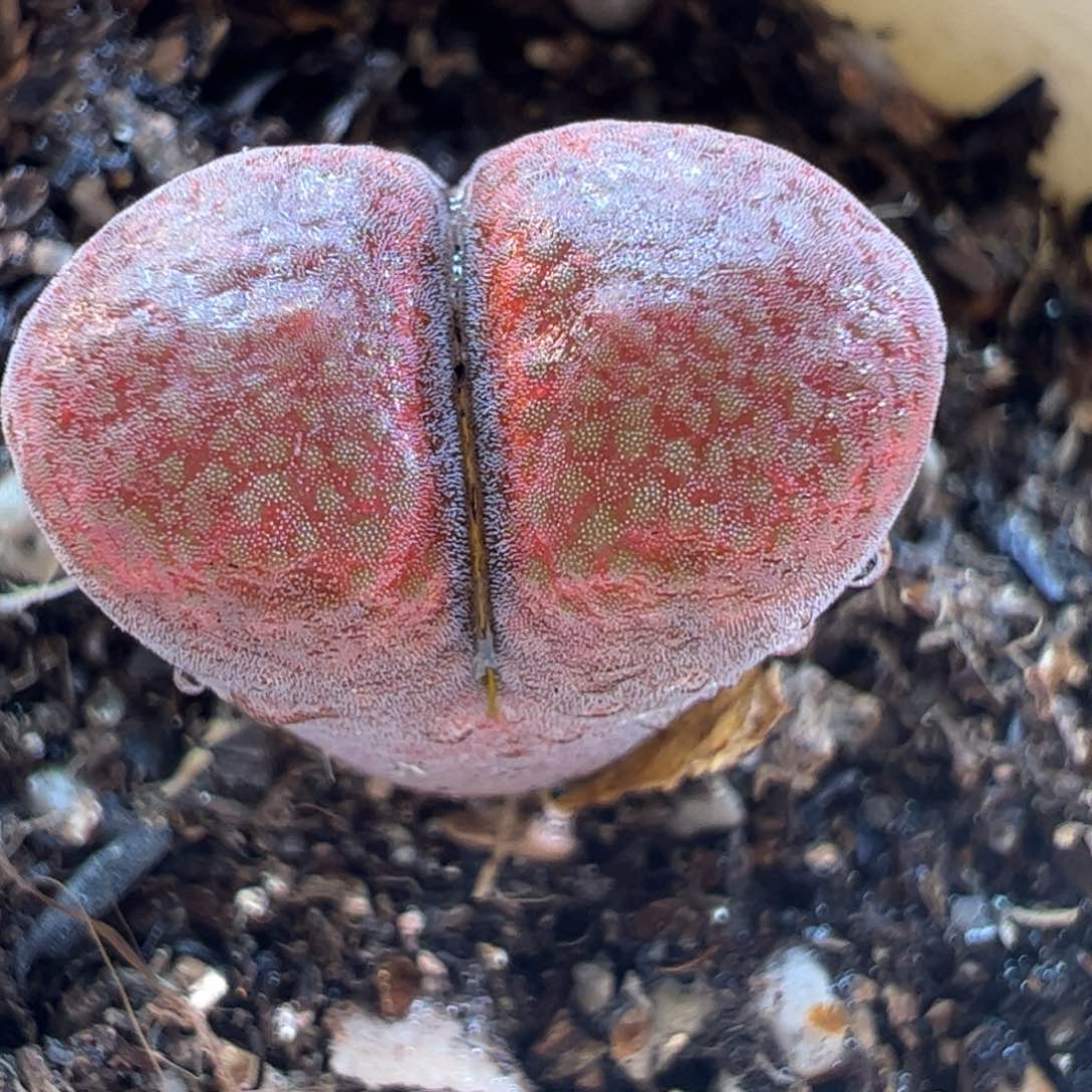 280168多肉植物百科