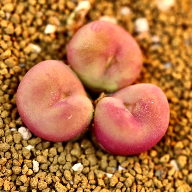 锦尚园艺 空卡佛  肉锥 番杏 生石花肉锥PP花盆栽植物迷你多肉
