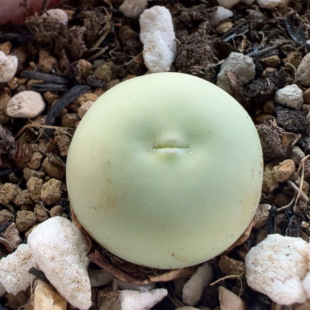 280204多肉植物百科