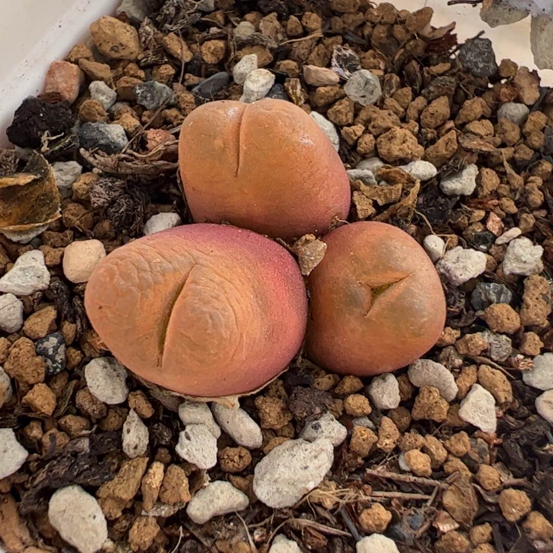 28066多肉植物百科
