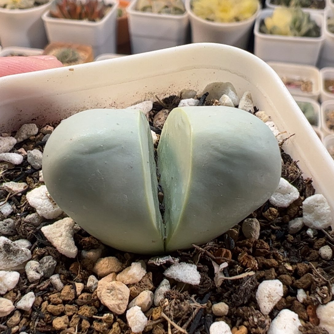 180194多肉植物百科
