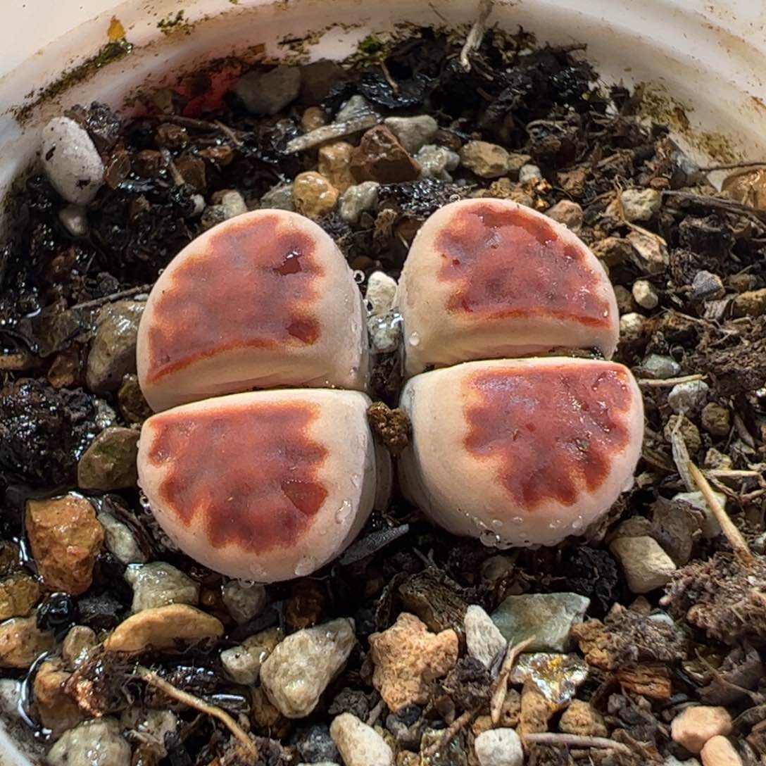 180150多肉植物百科