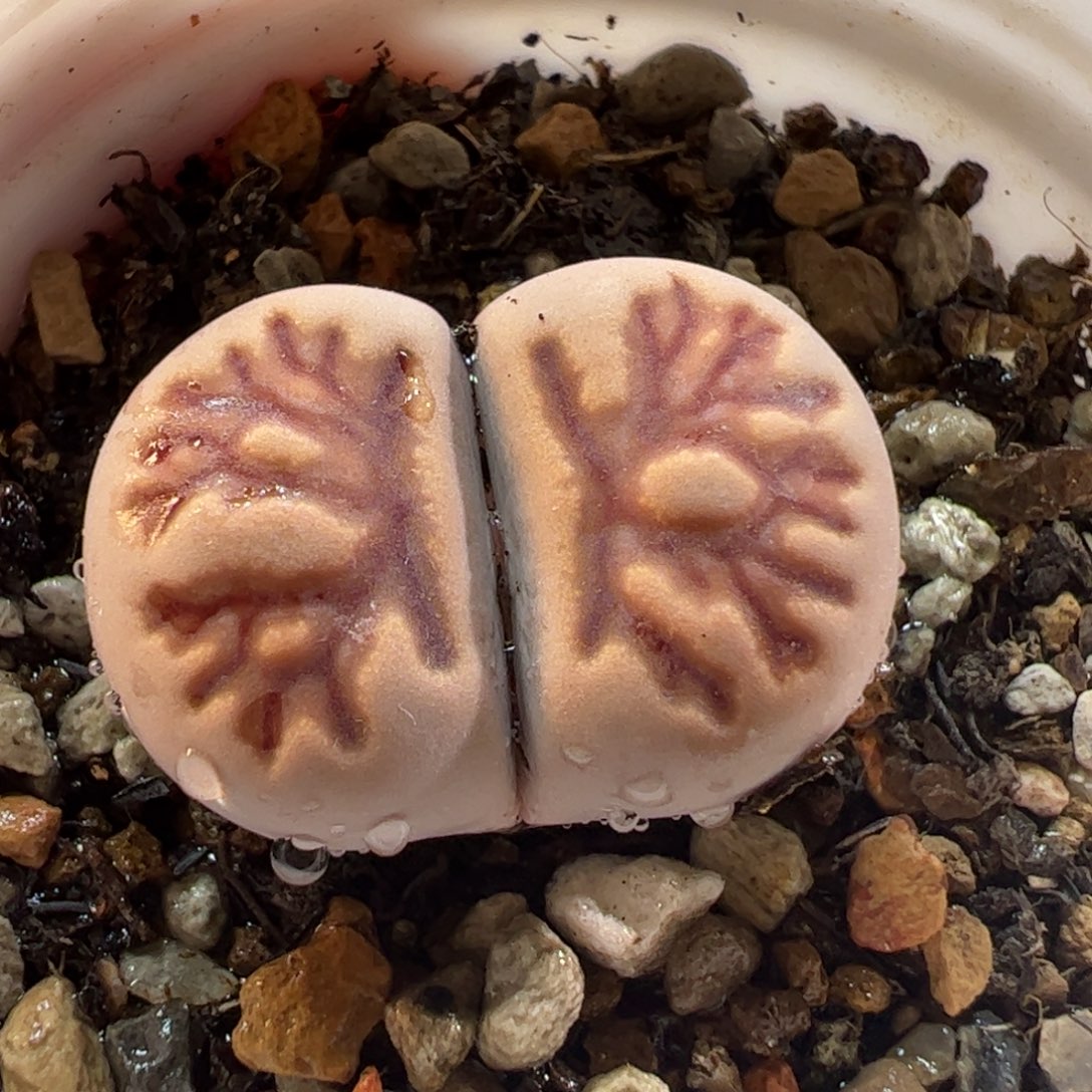 280141多肉植物百科