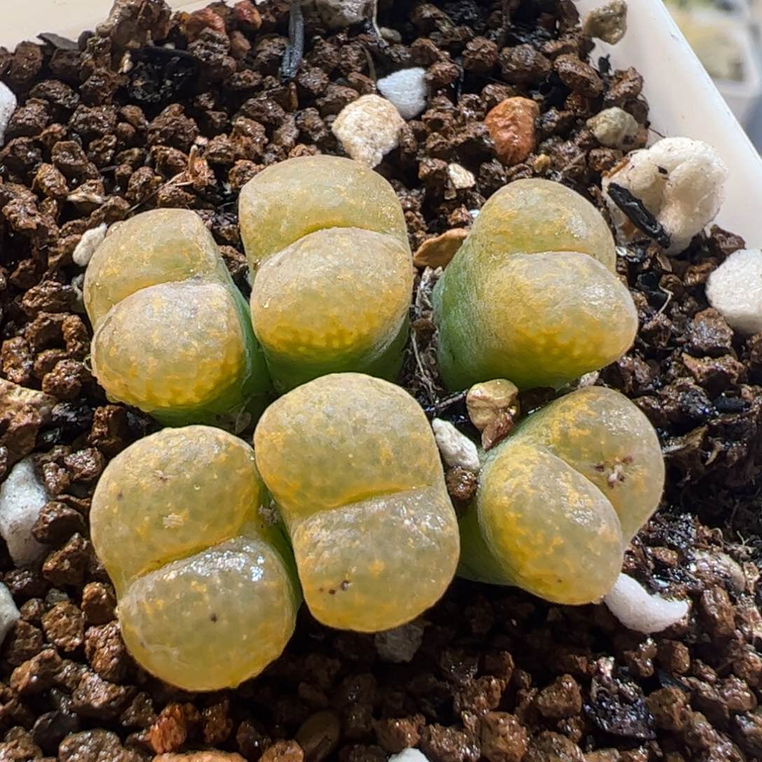 180124多肉植物百科