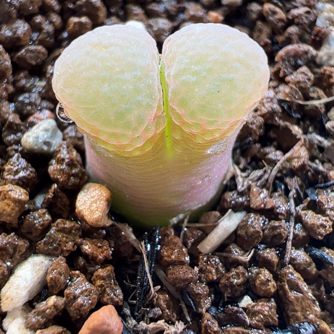 280157多肉植物百科