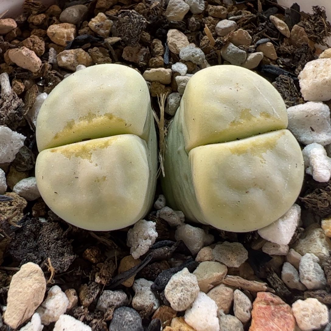 280160多肉植物百科