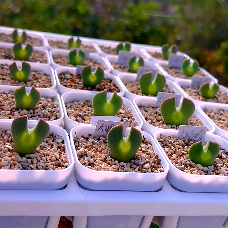 锦尚园艺 空蝉大眼睛  主图蜕皮后状态肉锥 PP花阳台趣味萌物绿植