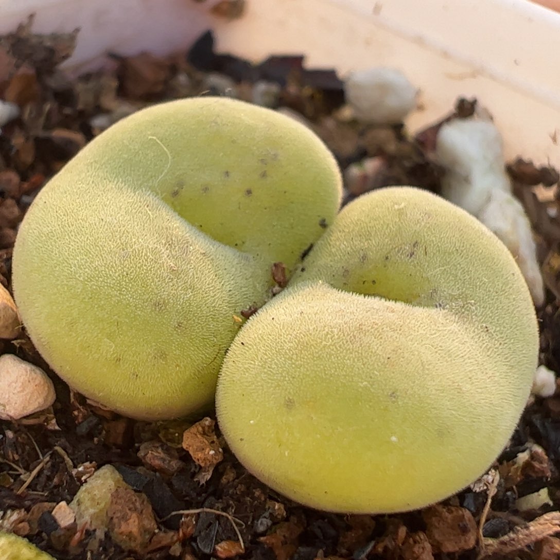 311多肉植物百科