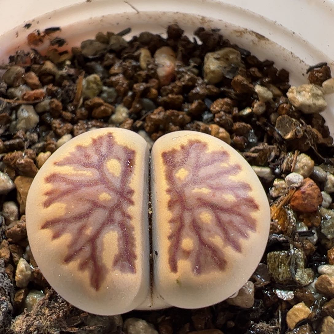 300117多肉植物百科